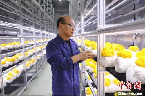 山東多地加快發展數字農業，智慧農田新模式引領鄉村振興